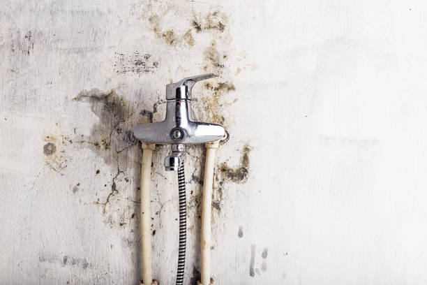 Best Mold Remediation  in Edgemoor, DE