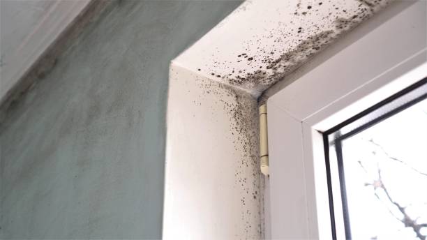 Best Toxic Mold Removal  in Edgemoor, DE