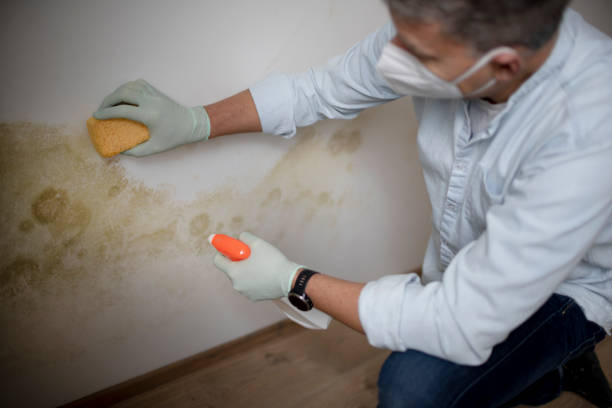 Best Crawl Space Mold Removal  in Edgemoor, DE