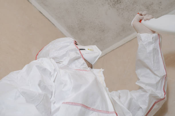 Best Mold Testing and Removal  in Edgemoor, DE