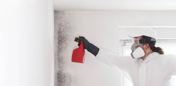 Best Affordable Mold Removal  in Edgemoor, DE