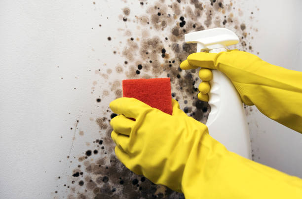 Best Emergency Mold Removal  in Edgemoor, DE