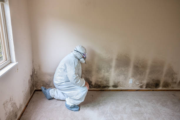 Mold Testing and Removal in Edgemoor, DE