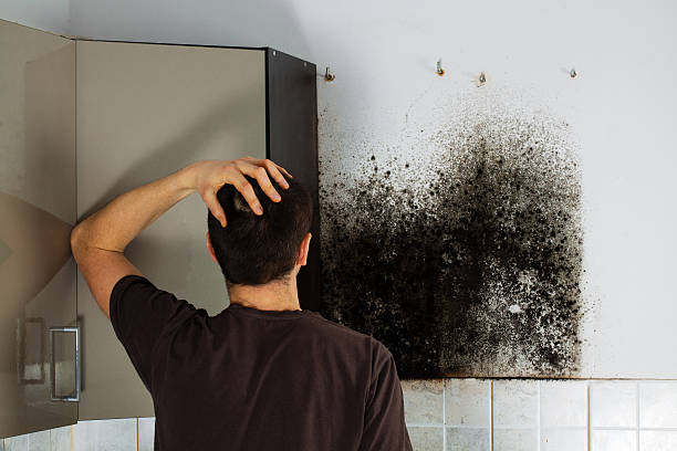 Best Professional Mold Removal  in Edgemoor, DE