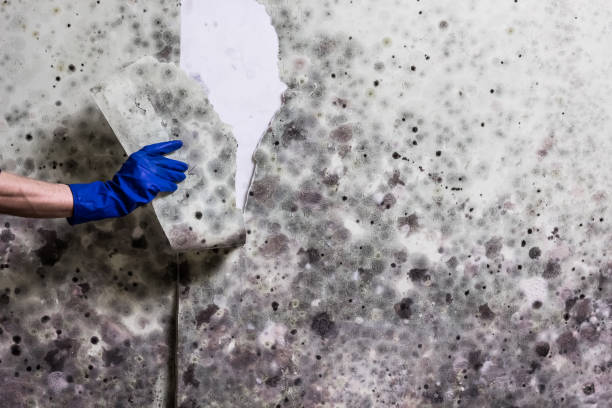 Best Mold Removal Specialists  in Edgemoor, DE
