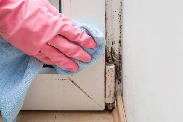 Best Affordable Mold Removal  in Edgemoor, DE